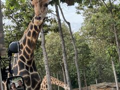 -清迈夜间动物园