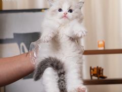-小猫来了·猫舍(红山六九七九店)