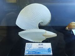 -贝壳梦幻世界