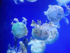 -海合安武汉极地海洋公园