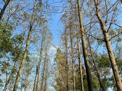 -合肥滨湖国家森林公园