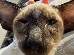 -飞行喵MR PILOT|猫舍·猫咖(静安大融城店)