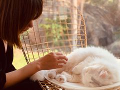 -有猫主题·治愈系猫咖(曾厝垵店)