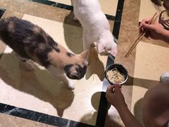 -猫色咖啡·猫咖