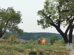 -紫云台香草园