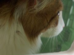 -艾贝尔宠物医院·24H转诊中心·肿瘤猫专科(江宁双龙店)