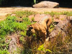 -海南热带野生动植物园