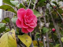 -洋湖国家湿地公园