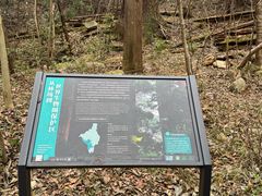 -天目山大树王景区