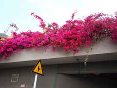 -深圳仙湖植物园