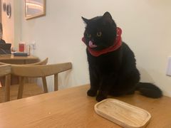 -滚猫咖啡·猫咖·猫友好撸猫(未来城店)