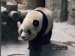 -灵玲国际马戏城