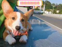 -喵汪宠物生活馆(涞坊路店)