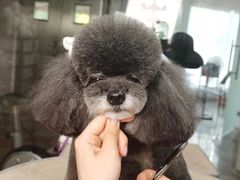 -鑫艺宠物美容培训学校