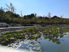 -新江湾城公园