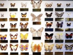 -上海昆虫博物馆