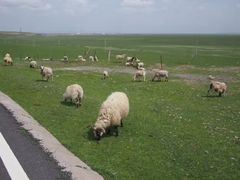 -青海湖国家重点风景名胜区