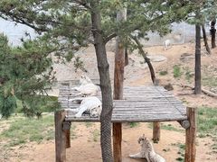 -西霞口神雕山野生动物世界