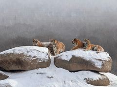 -横道河子东北虎林园