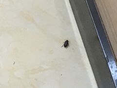 -CoCo都可(国芳百货店)