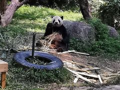 -广州长隆野生动物世界