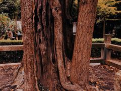 -上海佘山国家森林公园天马山园