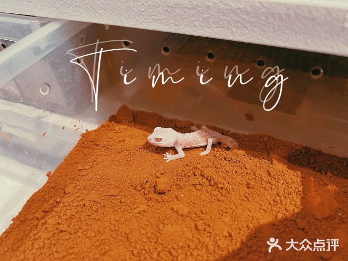 酷以爬仙阁实体爬宠店·守宫·蜥蜴·专业繁育图片