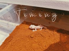 -酷以爬仙阁实体爬宠店·守宫·蜥蜴·专业繁育