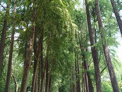 -上海滨江森林公园