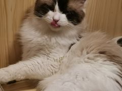 -屋虎猫馆(宝安大仟里店)