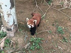 -灵玲国际马戏城