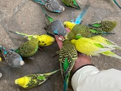 -南宫五洲植物乐园