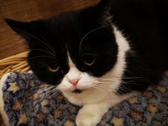-猫友咖啡店(玉林西路店)