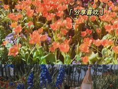 -厦门园林博览苑