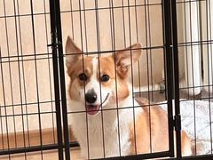 -心仪动物医院·牙专科·肿瘤·心脏科(西客站院)