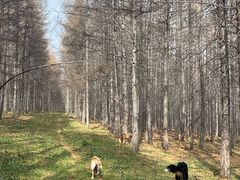 -北京赛佳动物医院