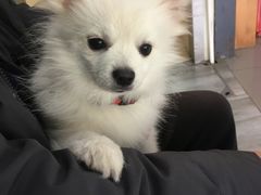 -爱侣宠医·鹦鹉专科·小型哺乳类·异宠专科(灵石路店)