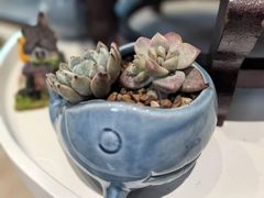 -苏州市皮市街花鸟工艺品市场