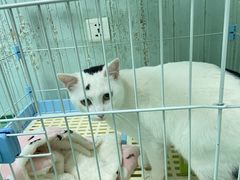 -爱贝特动物医院·猫口炎专科