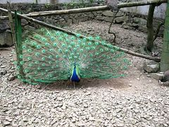 -藏龙百瀑风景区