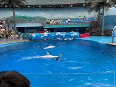 -海合安成都极地海洋公园