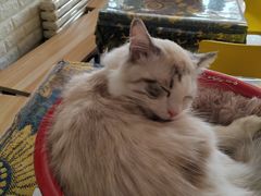 -平行世界·猫咖(首经贸店)