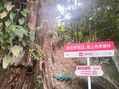 -呀诺达热带雨林