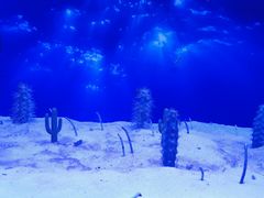 -芜湖新华联大白鲸海洋公园
