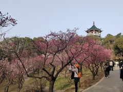 -无锡梅园公园