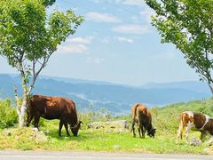 -武陵山森林公园