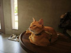 -Again Coffee Roaster(香蜜湖店)