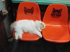 -猫咪博物馆(顶澳仔猫街店)