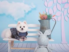 -超宠爱宠物摄影-Super pet