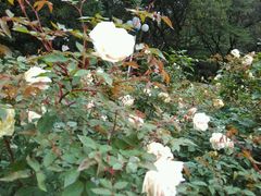 -人民公园(罗湖区)